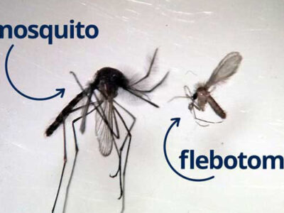 Comparativa-mosquito-flebotomo